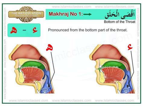 Articulation Points of The Letter - Tajweed Makharij al Huruf pdf | Arabes