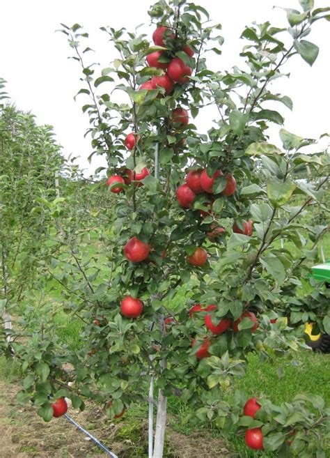 Honeycrisp apple tree, my 2nd favorite type of apple | Apple tree, Winter vegetables gardening ...