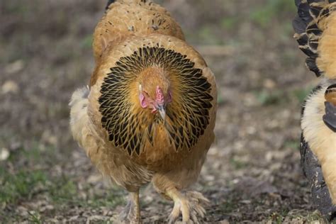 Complete Buff Brahma Guide: What You Need To Know | Chickens And More