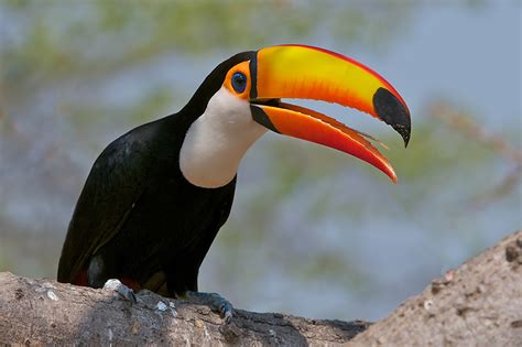 Toco Toucan | Sean Crane Photography