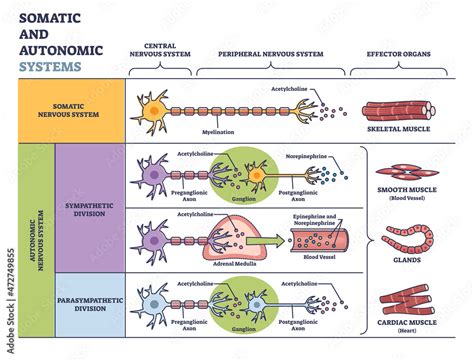 Somatic vs autonomic nervous system in detailed division outline diagram. Labeled educational ...