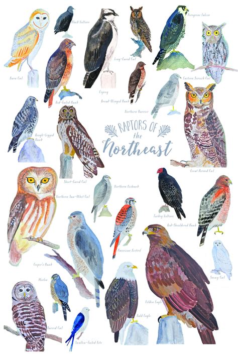 Raptors/Birds of Prey Poster-Watercolor Homeschool Waldorf | Etsy