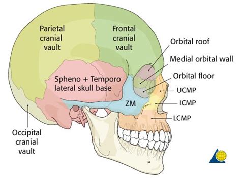 Pin on Trauma Registrar Anatomy Pics