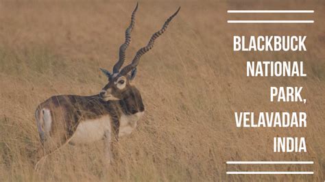 Blackbuck National Park, Velavadar: A guide to the Golden Grasslands - Explore with Ecokats