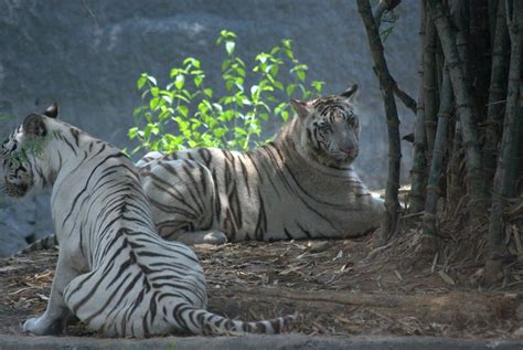 Arignar Anna Zoological Park | Zoo in india, Wild animal park, Animals ...