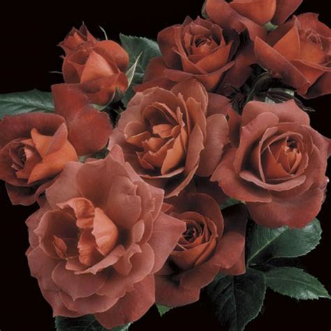 Hot Cocoa Shrub Rose | Sooner Plant Farm