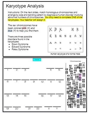 Karyotype Analysis (Slides)