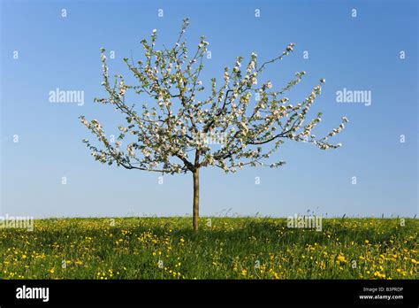 A young Apple Tree (Malus domestica) in bloom Stock Photo - Alamy