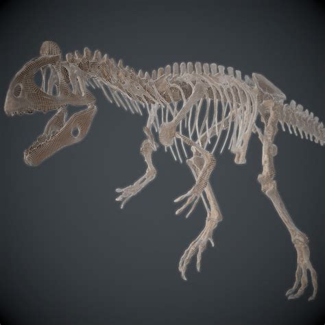 Allosaurus Skeleton 3D model | CGTrader