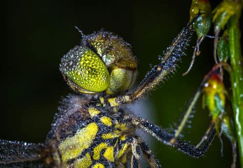 Macro Photography of Dragonfly · Free Stock Photo