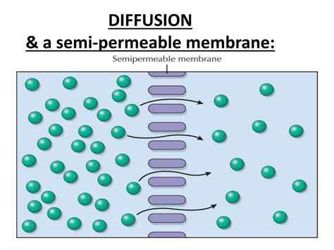 PPT - TRANSPORT ACROSS CELL MEMBRANE-1 (Guyton, 12 th Ed. (chapter 4): pg 45-56) PowerPoint ...