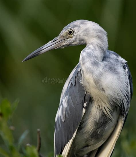 Little Blue Heron In Florida Stock Photo - Image of atlantic, little: 122222142