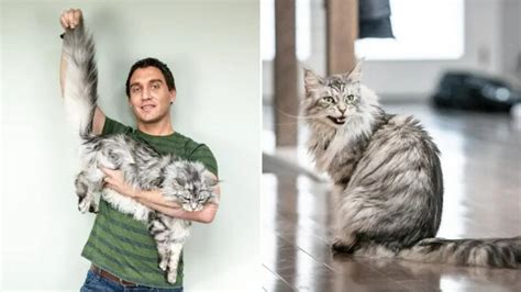 Meet Altair, the cat with the world's longest tail | Trending - Hindustan Times