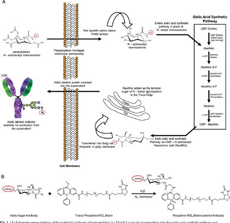 Figure 1 from Metabolic exploitation of the sialic acid biosynthetic ...