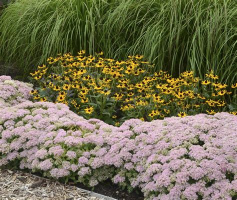 Low Growing Shrubs For Front Of House