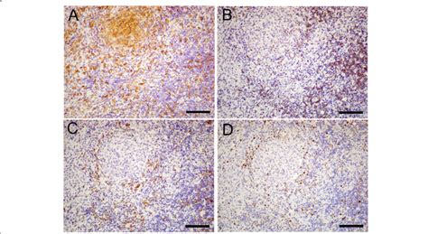 Immunohistological images of immune cells and a cell proliferation ...