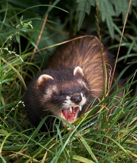 Polecats, Ferrets and the American Mink - Tees Valley Wildlife Trust