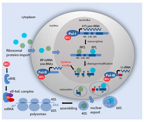 IJMS | Free Full-Text | Myc as a Regulator of Ribosome Biogenesis and ...