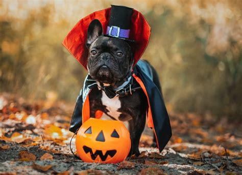 Shop Petco's Best Halloween Costumes For Dogs and Cats 2023 | POPSUGAR Pets