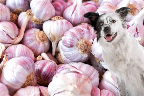 Can Dogs Eat Garlic? Is It ACTUALLY Toxic? | Bone Appetreat