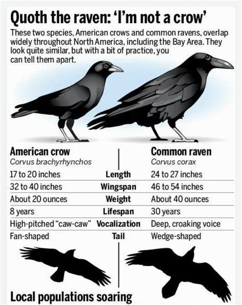 Raven vs Crow - how to tell them apart | Raven, Crow, Crow facts