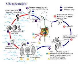 File:Schistosomiasis Life Cycle.png - Wikimedia Commons