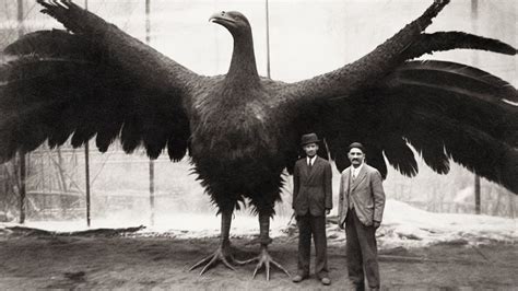 The Astonishing Discovery of the Largest Prehistoric Bird Stuns Scientists