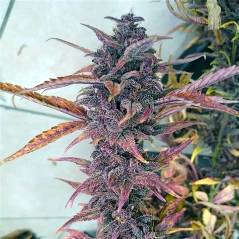 Blackberry Kush Seeds | Seed Bank | Feminized Marijuana Seeds