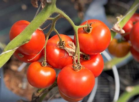 Hortalizas de fruto - Lista de ejemplos y Cuidados generales