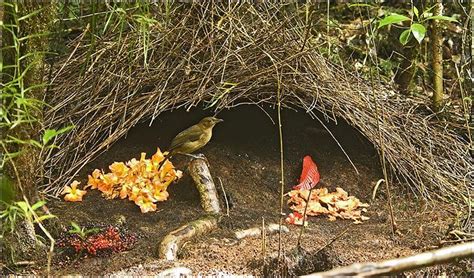 Nests and collections assembled by bowerbirds to impress the ladies. | Bird, Pet birds, Amazing ...