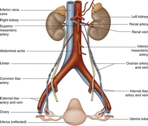 Ovarian vessels | Musculoskeletal Key