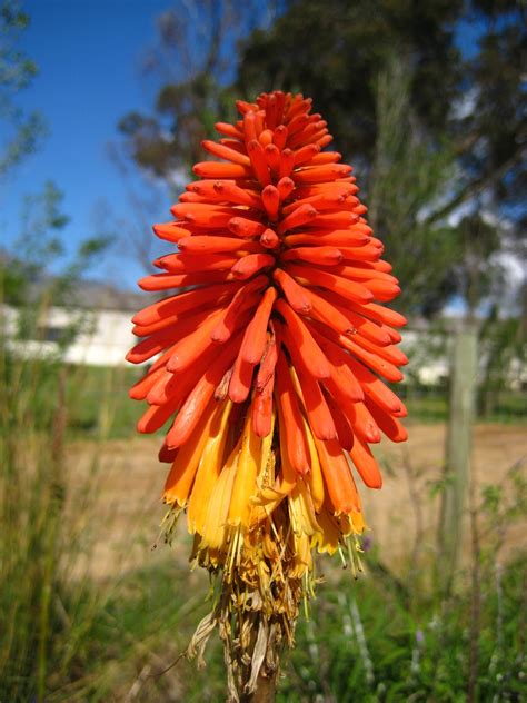 Catherine South: South African Summer Flowers