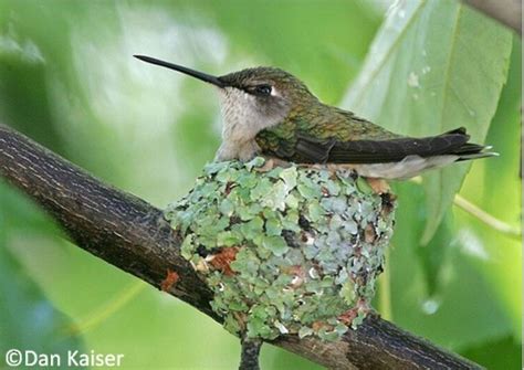 Female Ruby-throated Hummingbird on her nest. | Ruby throated ...