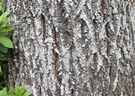 Watch ornamental plants for signs of freeze damage | Mississippi State ...