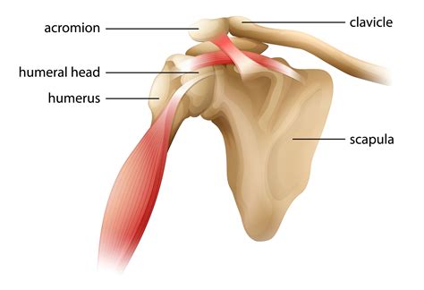 Shoulder Joint Pain | Causes & Treatment | Dr. Chris Homan