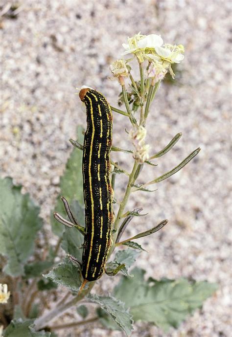 Hummingbird Moth Caterpillar Feeding Photograph by Bob Gibbons/science Photo Library - Pixels