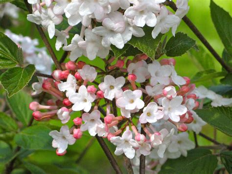 A wonderful, fragrant viburnum... | Farm nursery, Viburnum, Garden