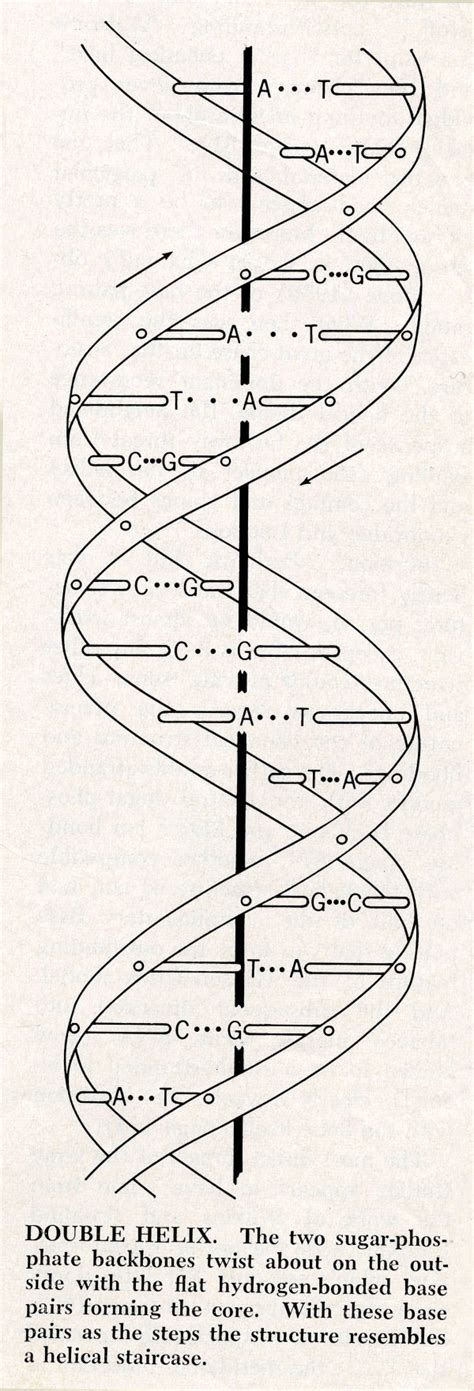 Diagram of the double-helix structure of DNA. August 1968. - Pictures and Illustrations - Linus ...