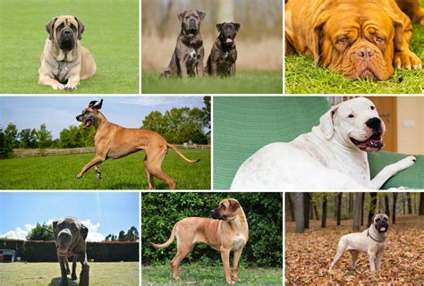 What Type Of Mastiff Is The Biggest