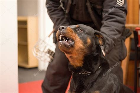 Police dog in training Stock Photo by ©marsan 22088465