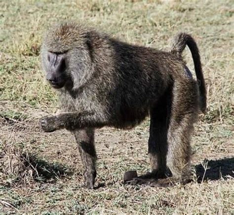 Meet the Baboon: Its Habitat, Characteristics, and Behavior - My Animals