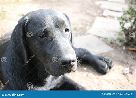 Dog Face in Close Up. Black Labrador Puppy. Purebred Dog. Stock Photo - Image of profiles, eyes ...