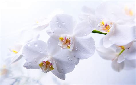 Orchids Wallpaper Desktop