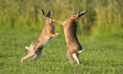 Top 10 Jumping Animals In The World | Arena Pile