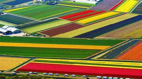 Tulip Fields helicopter flight