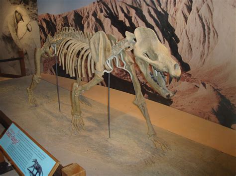 Amphicyon | Cast skeleton of Amphicyon, a large bear-dog, mo… | Flickr