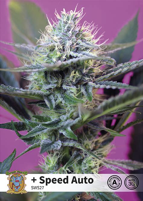 +Speed Auto - Buy Sweet Seeds cannabis seeds