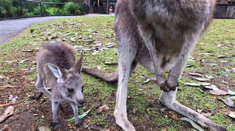 Baby Kangaroo Takes Its First Hop - YouTube