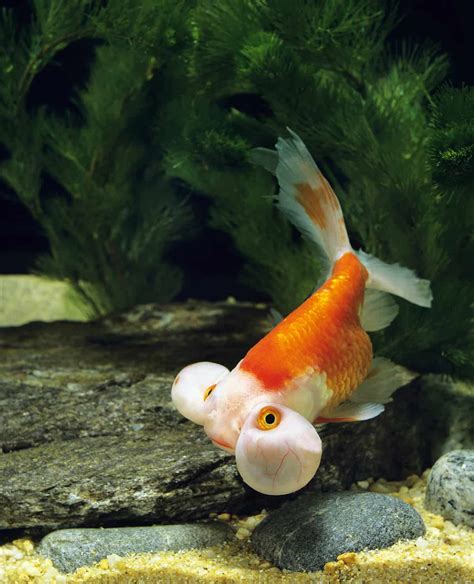 Bubble Eye Goldfish Care Guide: The Socially Active Species