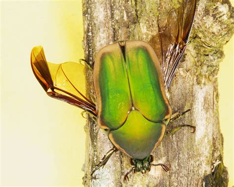 Green June Beetles – Center for Urban Agriculture